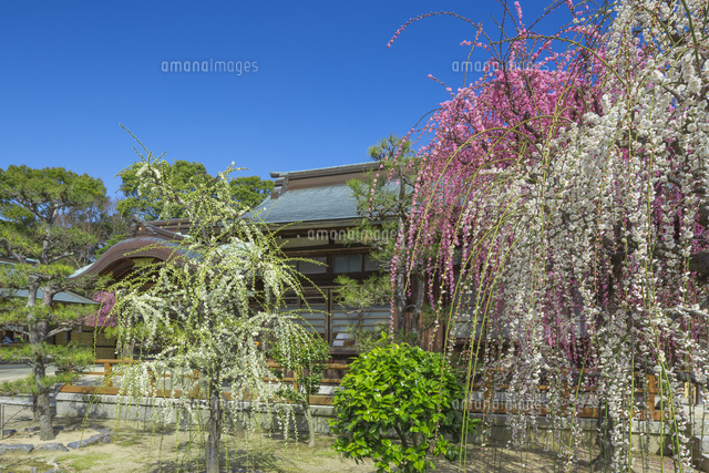 しだれ梅と結城神社
(c)NOBUAKI SUMIDA/SEBUN PHOTO