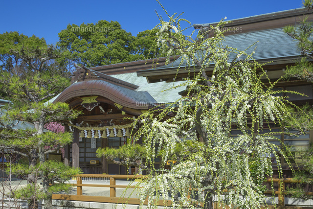 しだれ梅と結城神社
(c)NOBUAKI SUMIDA/SEBUN PHOTO