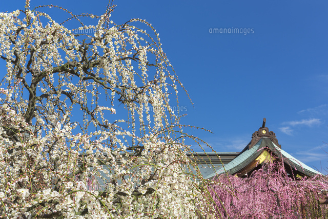 しだれ梅と結城神社
(c)NOBUAKI SUMIDA/SEBUN PHOTO