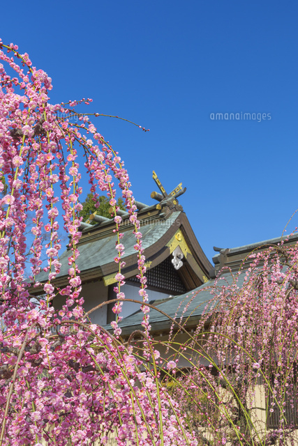 しだれ梅と結城神社
(c)NOBUAKI SUMIDA/SEBUN PHOTO