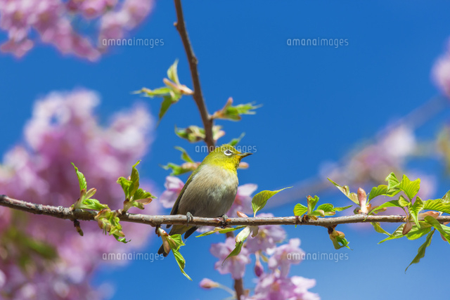 河津桜とメジロ
(c)NOBUAKI SUMIDA/SEBUN PHOTO