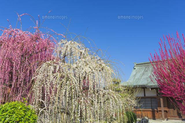 しだれ梅と結城神社
(c)NOBUAKI SUMIDA/SEBUN PHOTO