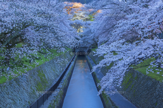 琵琶湖疏水の桜
(c)NOBUAKI SUMIDA/SEBUN PHOTO