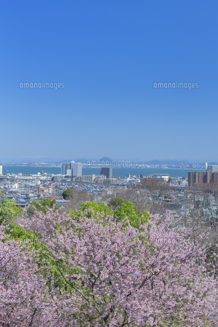 ハツミヨザクラと大津市街
(c)NOBUAKI SUMIDA/SEBUN PHOTO