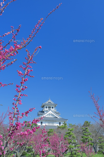 長浜城とウメ
(c)NOBUAKI SUMIDA/SEBUN PHOTO