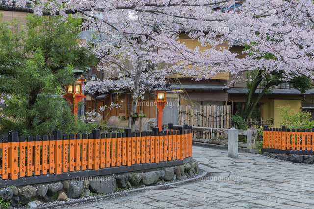 祇園白川の桜
(c)NOBUAKI SUMIDA/SEBUN PHOTO