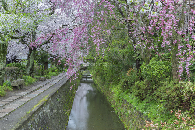 哲学の道と桜
(c)NOBUAKI SUMIDA/SEBUN PHOTO
