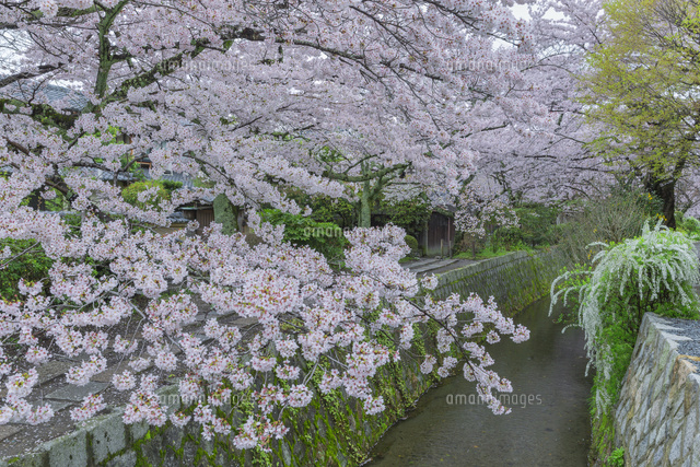 哲学の道と桜
(c)NOBUAKI SUMIDA/SEBUN PHOTO