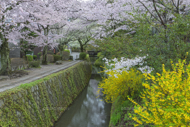 哲学の道と桜
(c)NOBUAKI SUMIDA/SEBUN PHOTO