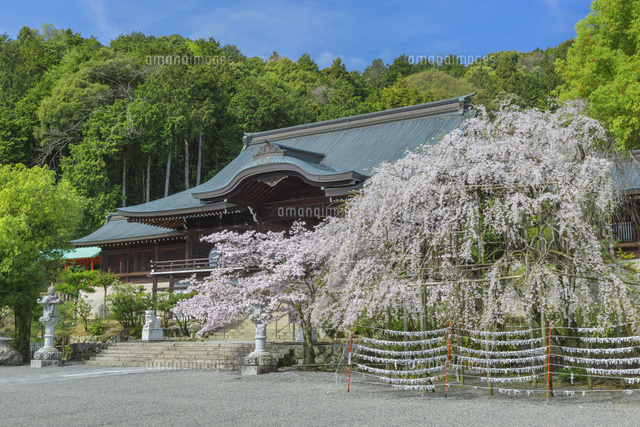 近江神宮と桜
(c)NOBUAKI SUMIDA/SEBUN PHOTO