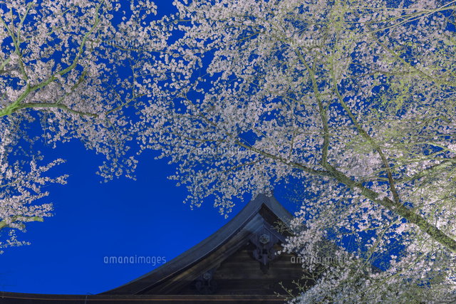 三井寺の桜のライトアップ
(c)NOBUAKI SUMIDA/SEBUN PHOTO