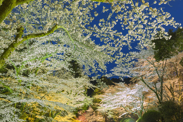 三井寺の桜のライトアップ
(c)NOBUAKI SUMIDA/SEBUN PHOTO