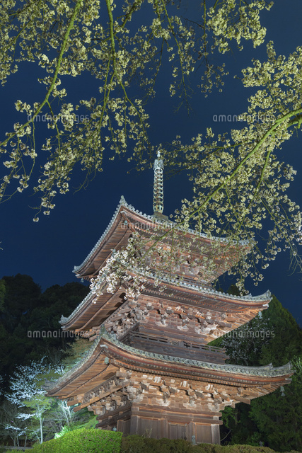 三井寺の桜のライトアップ
(c)NOBUAKI SUMIDA/SEBUN PHOTO