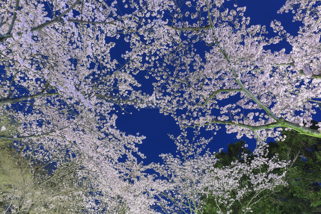 三井寺の桜のライトアップ
(c)NOBUAKI SUMIDA/SEBUN PHOTO