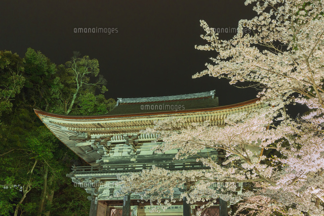三井寺の桜のライトアップ
(c)NOBUAKI SUMIDA/SEBUN PHOTO