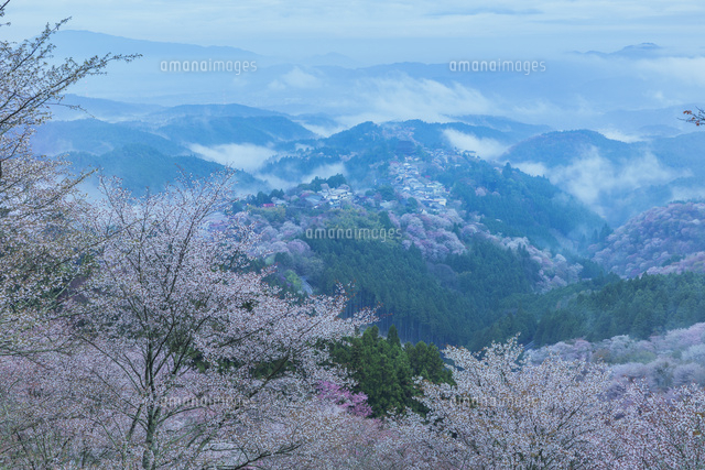 吉野山の桜と雲海
(c)NOBUAKI SUMIDA/SEBUN PHOTO
