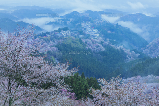 吉野山の桜と雲海
(c)NOBUAKI SUMIDA/SEBUN PHOTO