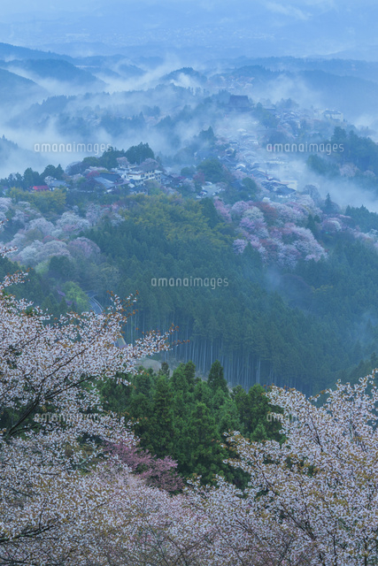 吉野山の桜と雲海
(c)NOBUAKI SUMIDA/SEBUN PHOTO