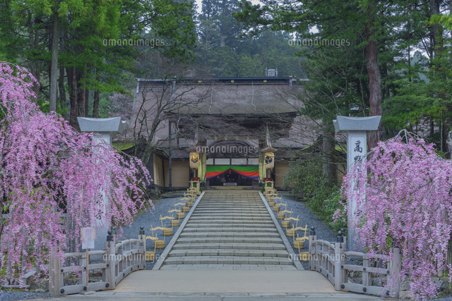 桜の金剛峯寺参道
(c)NOBUAKI SUMIDA/SEBUN PHOTO