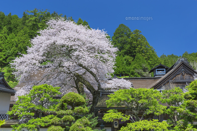 清浄心院の傘桜
(c)NOBUAKI SUMIDA/SEBUN PHOTO