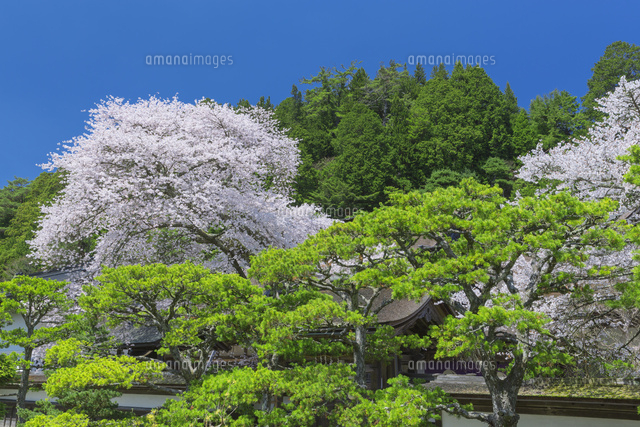 清浄心院の傘桜
(c)NOBUAKI SUMIDA/SEBUN PHOTO