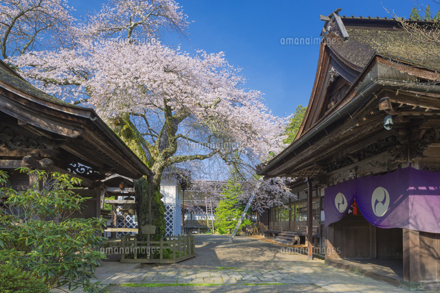 清浄心院の傘桜
(c)NOBUAKI SUMIDA/SEBUN PHOTO