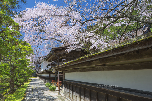 清浄心院の傘桜
(c)NOBUAKI SUMIDA/SEBUN PHOTO