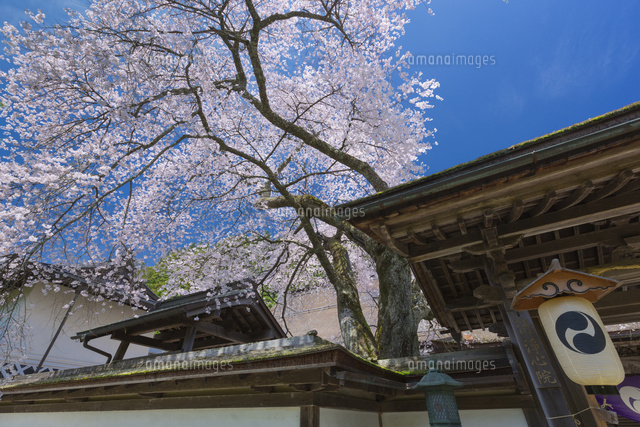 清浄心院の傘桜
(c)NOBUAKI SUMIDA/SEBUN PHOTO