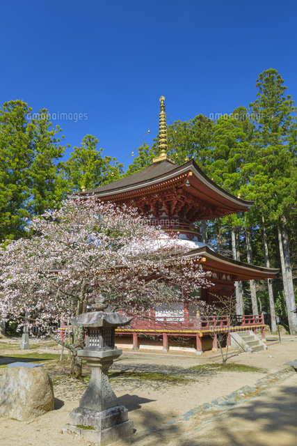 サクラと東塔
(c)NOBUAKI SUMIDA/SEBUN PHOTO