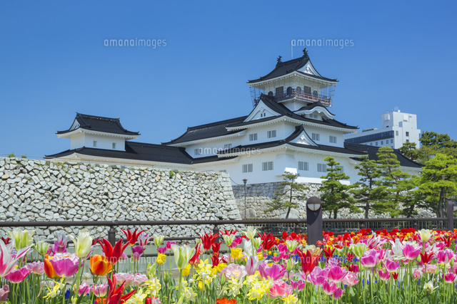 富山城とチューリップ
(c)NOBUAKI SUMIDA/SEBUN PHOTO