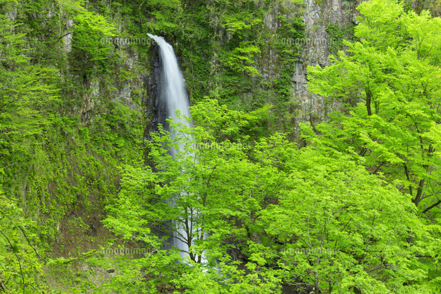 新緑の雨滝
(c)NOBUAKI SUMIDA/SEBUN PHOTO