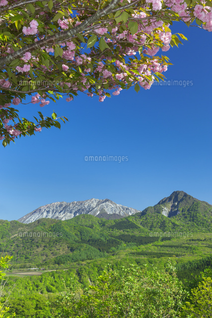 サクラと大山と烏ヶ山
(c)NOBUAKI SUMIDA/SEBUN PHOTO