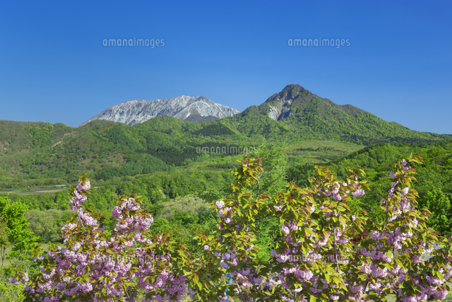 サクラと大山と烏ヶ山
(c)NOBUAKI SUMIDA/SEBUN PHOTO