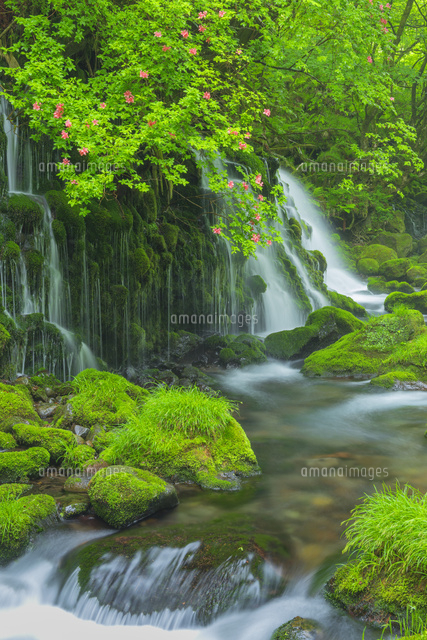 ツツジ咲く元滝伏流水
(c)NOBUAKI SUMIDA/SEBUN PHOTO