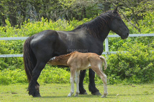 春の寒立馬の親子
(c)NOBUAKI SUMIDA/SEBUN PHOTO