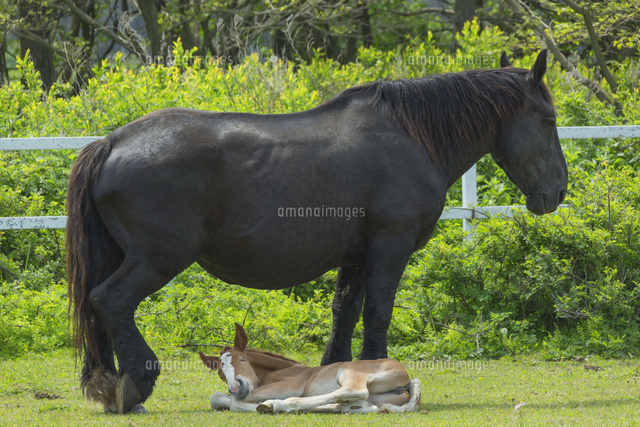 春の寒立馬の親子
(c)NOBUAKI SUMIDA/SEBUN PHOTO
