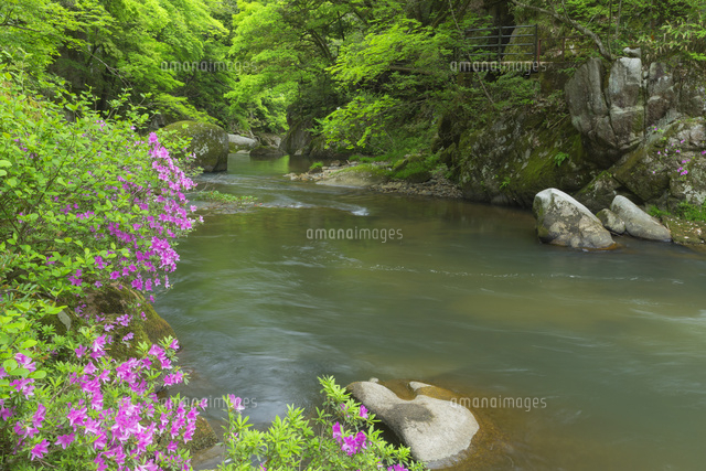 ツツジ咲く鬼の舌震
(c)NOBUAKI SUMIDA/SEBUN PHOTO