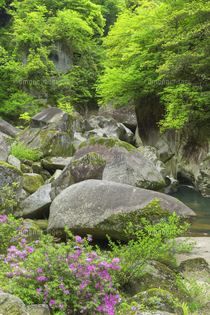 ツツジ咲く鬼の舌震
(c)NOBUAKI SUMIDA/SEBUN PHOTO