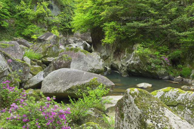 ツツジ咲く鬼の舌震
(c)NOBUAKI SUMIDA/SEBUN PHOTO