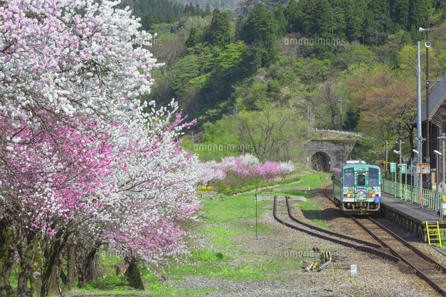 ハナモモ咲く勝原駅
(c)NOBUAKI SUMIDA/SEBUN PHOTO