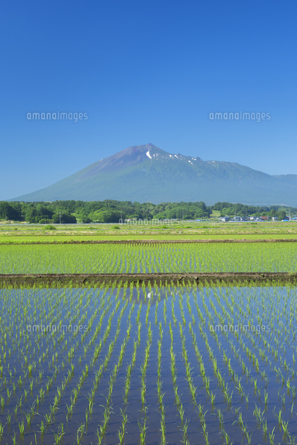 岩手山と水田
(c)NOBUAKI SUMIDA/SEBUN PHOTO