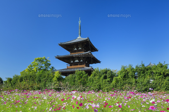 法起寺とコスモス
(c)NOBUAKI SUMIDA/SEBUN PHOTO