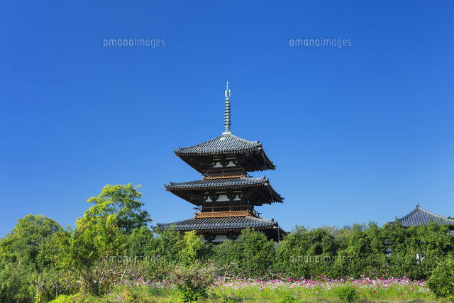 法起寺とコスモス
(c)NOBUAKI SUMIDA/SEBUN PHOTO