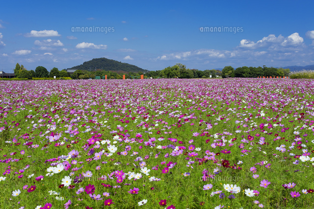 藤原宮跡のコスモス
(c)NOBUAKI SUMIDA/SEBUN PHOTO