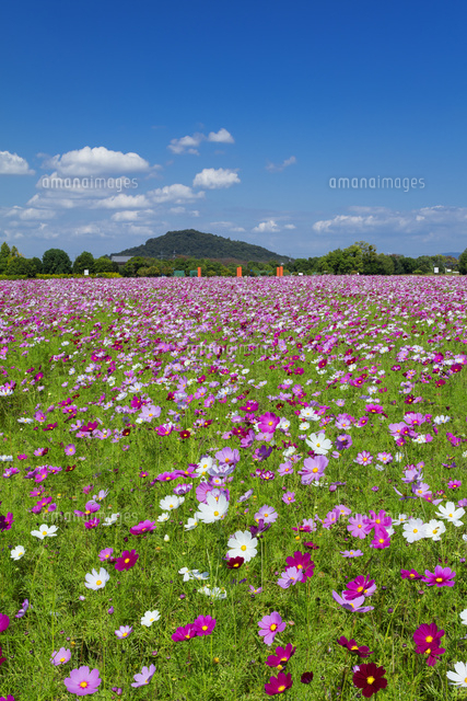 藤原宮跡のコスモス
(c)NOBUAKI SUMIDA/SEBUN PHOTO