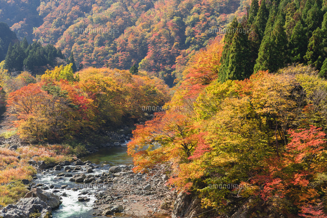 秋の九頭竜川
(c)NOBUAKI SUMIDA/SEBUN PHOTO