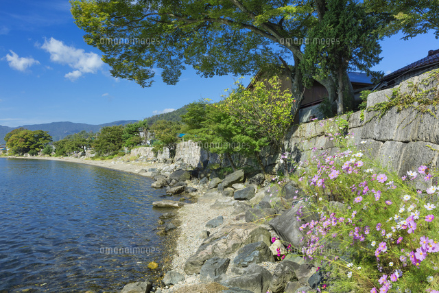 海津の石垣とコスモス
(c)NOBUAKI SUMIDA/SEBUN PHOTO