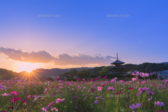 法起寺の夕日とコスモス
(c)NOBUAKI SUMIDA/SEBUN PHOTO