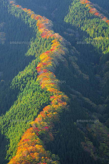 ナメゴ谷の紅葉
(c)NOBUAKI SUMIDA/SEBUN PHOTO