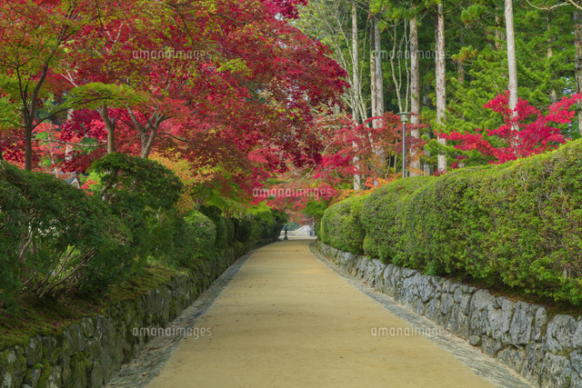紅葉の高野山
(c)NOBUAKI SUMIDA/SEBUN PHOTO